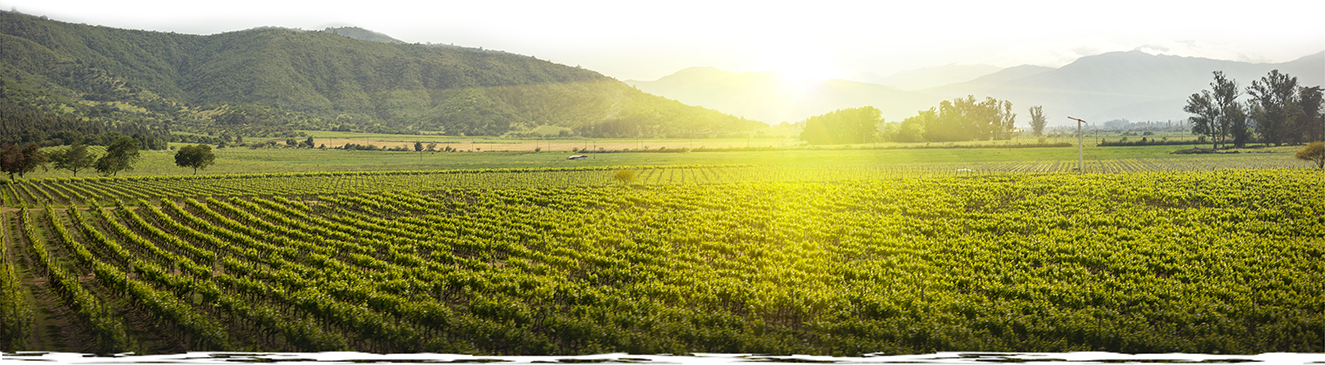 Weingut in Chile